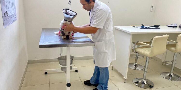 Saúde inicia castração em massa de cães e gatos em clínicas particulares