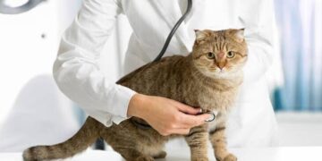 Saúde define esporotricose como doença de notificação compulsória