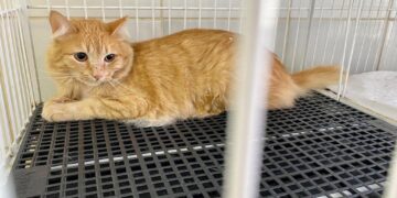 Unidade de Zoonoses destina atenção a tratamento da esporotricose