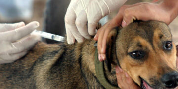 Saúde define nova estratégia de vacinação antirrábica