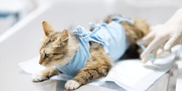 Secretaria de Saúde abre nova rodada de agendamento no Mutirão da Castração Animal