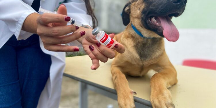 Saúde realiza ações de vacinação antirrábica neste final de semana