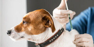 Vigilância em Zoonoses realiza vacinação antirrábica neste final de semana