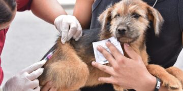 Saúde realiza vacinação antirrábica neste final de semana