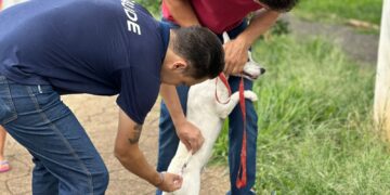 Saúde realiza vacinação antirrábica no próximo final de semana