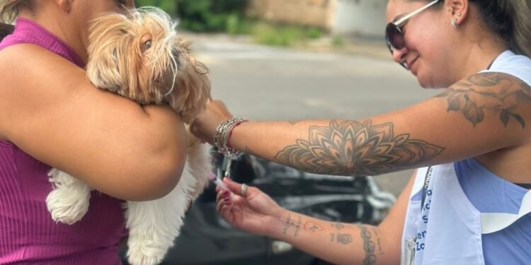 Saúde define calendário semestral de vacinação antirrábica para cães e gatos