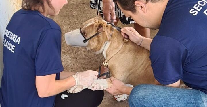 Atenção à Leishmaniose: Vigilância em Zoonoses realiza trabalho em campo