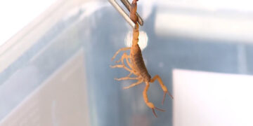 Catanduva promove mais uma mobilização contra o Aedes e escorpião neste sábado