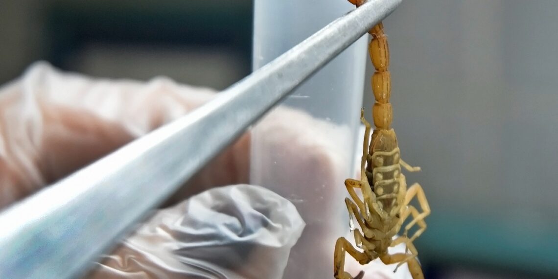 Após queda, casos com escorpiões voltam a subir em maio