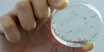 Catanduva reduz índice de larvas do Aedes para menos de 1%