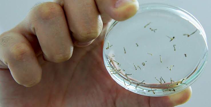 Catanduva reduz índice de larvas do Aedes para menos de 1%